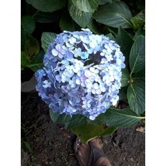 hortensia ~ hydrangea ~ hortensia hydrangea ~ hydrangea macrophylla ~ kembang bokor ~ bunga tiga bulan warna putih, kuning, jingga, violet, merah, ungu * * sms= + 6285876389979 * * sms= + 6281326220589 * * sms= + 6281901389117 * * nurida789@ rocketmail.co