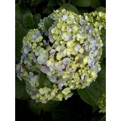 bunga bokor ~ hortensia ~ hydrangea ~ hydrangea macrophylla ~ kembang bokor ~ bunga tiga bulan putih, kuning, jingga, violet, merah, ungu * * sms= + 6285876389979 * * sms= + 6281326220589 * * sms= + 6281901389117 * * nurida479@ yahoo.com