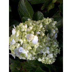 bunga tiga bulan ~ hortensia ~ hydrangea ~ hydrangea macrophylla ~ bunga tiga bulan . ~ kembang bokor warna putih, kuning, jingga, violet, merah, ungu * * sms= + 6285876389979 * * sms= + 6281326220589 * * sms= + 6281901389117 * * nurida789@ rocketmail.com