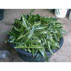 natural food coloring ( green color of leaves suji pandan betawi) ~ dracaena angustifolia ( medik.) roxb. ~ pleomele angustifolia ( medik.) n.e. br. ~ indonesian daun suji pandan betawi * * sms= + 6285876389979 * * sms= + 6281901389117 * * sms= + 62813262