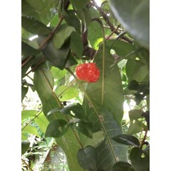 tumbuhan dewandaru ~ eugenia uniflora ~ indonesian cereme asam , asem selong, belimbing londo ~ the pitanga, surinam cherry, brazilian cherry, or cayenne cherry * * sms= + 6285876389979 * * sms= + 6281326220589 * * sms= + 6281901389117 * * nurida479@ yaho