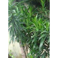 bibit	 daun suji ~ suji ~ dracaena angustifolia ( medik.) roxb. ~ pleomele angustifolia ( medik.) n.e. br. ~ indonesian bahan pewarna hijau alami. * * sms= + 6285876389979 * * sms= + 6281901389117 * * sms= + 6281326220589 * * nurida479@ rocketmail.com