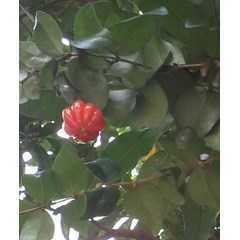 dewandaru ~ eugenia uniflora ~ indonesian= cereme asam , asem selong, belimbing londo ~ sedia bibit/ pohon dewandaru * * sms= + 62858-763-89979 * * sms= + 6281-32622-0589 * * sms= + 6281-901-389-117 * * nurida479@ yahoo.com