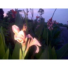 bunga kana~ kana indica l. ~ jual tanaman bunga kana= 10pot * * sms= + 62858-7638-9979 * * sms= + 6281-32622-0589 * * sms= + 6281-901-389-117 * * nurida479@ rocketmail.com