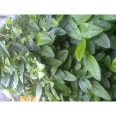 cincau hijau cina merambat ~ stephania hermandifolia ~ indonesian cincao minyak ~ cincau hijau daun kecil 3 kilogram * * sms= + 6281-32622-0589 * * sms= + 6281-901-389-117 * * sms= + 62858-7638-9979 * * email= nurida479@ yahoo.com