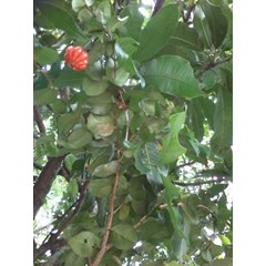 tanaman dewandaru ~ eugenia uniflora ~ indonesian cereme asam , asem selong, belimbing londo ~ the pitanga, surinam cherry, brazilian cherry, or cayenne cherry * * sms= + 6285876389979 * * sms= + 6281326220589 * * sms= + 6281901389117 * * nurida479@ yahoo