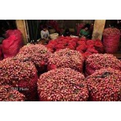 bawang merah brebes