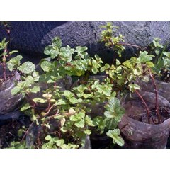 teh daun mint- pepermin ( menthapiperita) indonesian= daun mint ( mentha piperita ) sedia jual daun mint segar minimal 3 kg * * sms= + 62858-7638-9979 * * sms= + 6281-901-389-117 * * sms= + 6281-32622-0589 * * email= nurida479@ yahoo.com