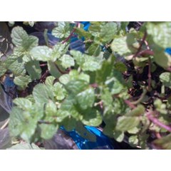 daun mint- pepermin ( menthapiperita) indonesian= daun mint ( mentha piperita ) sedia jual daun mint segar minimal 3 kg * * sms= + 62858-7638-9979 * * sms= + 6281-901-389-117 * * sms= + 6281-32622-0589 * * email= nurida479@ yahoo.com