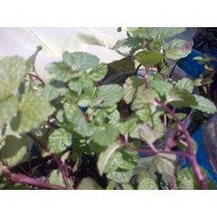 mentha piperita ~ daun mint- pepermin ~ menthapiperita ~ indonesian daun mint ~ jual daun mint segar minimal 3 kg * * sms= + 62858-7638-9979 * * sms= + 6281-901-389-117 * * sms= + 6281-32622-0589 * * nurida479@ yahoo.com