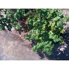 kembang sore ~ kembang pukul empat ~ mirabilisjalapa linn. ~ jalapa congesta moench, nyctago hortensis, bot. ~ familia : nyctaginaccae * * sms= + 62858-763-89979 * * sms= + 6281-901-389-117 * * sms= + 6281-32622-0589 * * nurida479@ yahoo.com