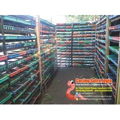 cacing sutra