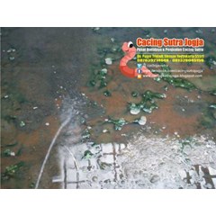 cacing sutra area seyegan godean muntilan magelang