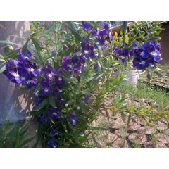 tanaman lavender~ lavender ~ lavandula angustifolia mill.~ indonesian lavender ~ common lavender, lavender, true lavender * * sms= + 62858-763-89979 * * sms= + 6281-32622-0589 * * sms= + 628783-1993-20 8 * * sms= + 62896-1706-1848 * * nurida479@ yahoo.com