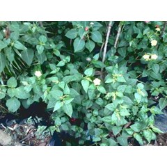 kembang pukul empat ~ mirabilisjalapa linn. ~ jalapa congesta moench, nyctago hortensis, bot. ~ familia : nyctaginaccae * * sms= + 62858-763-89979 * * sms= + 6281-901-389-117 * * sms= + 6281-32622-0589