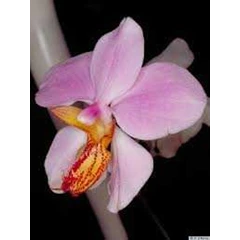 beli anggrek species khusus sulawesi, maluku, dan papua