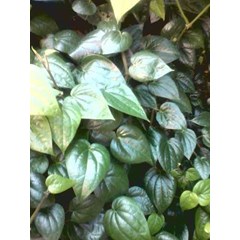 daun sirih hijau ~ piper betle, linn. ~ indonesia suruh, sedah , seureuh , ju jiang ~ readystock fresh suruh hijau min= 2kg * * sms= + 6285876389979 * * sms= + 6281326220589 * * sms= + 6281901389117 * * nurida479@ rocketmail.com