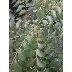 temurui ~ salam koja ~ murraya koenigii ~ indonesian salam koja, daun kari, temurui.. ~ curry tree, curry leaves... * * sms= + 6285876389979 * * sms= + 6281326220589 * * sms= + 6281901389117 * * nurida479@ yahoo.com
