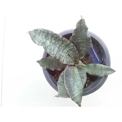 sansevieria dragon king ( es serries) 7