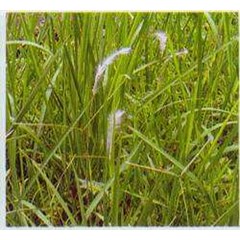 alang alang~ cogon grass, satintail, ~ blady grass ~ imperata cylindrica ( l.) beauv. ~ indonesian ilalang, alang-alang ~ eurih ~ ambengan ~ kogon grass...~ bai mao gen ~ chigaya. * * sms= + 6285876389979 * * sms= + 6281326220589 * * sms= + 6287831993208 