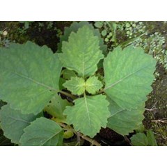 mandi rempah bahan daun nilam ~ pogostemon cablin ( blanco) benth ~ indonesian tanaman nilam, bibit nilam ~ nilam aceh, dilem ~ patchouli, patchouly, pachouli ~ kabling * * sms= + 6281326220589 * * sms= + 6281901389117 * * sms= + 6285876389979 * * nurida4