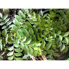curry leaves plant ~ murraya koenigii ~ indonesian salam koja ~ chalcas koenigi ~ daun kari temuru * * sms= + 6285876389979 * * sms= + 6281326220589 * * sms= + 6281901389117 * * nurida479@ rocketmail.com