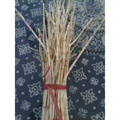 akar alang-alang ~ cogon grass, satintail, ~ blady grass ~ imperata cylindrica ( l.) beauv. ~ indonesian ilalang, alang-alang ~ eurih ~ ambengan ~ kogon grass...~ bai mao gen ~ chigaya. * * sms= + 6285876389979 * * sms= + 6281326220589 * * sms= + 62878319