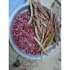 kidney bean ~ phaseolus vulgaris l. ~ indonesian kacang merah. ~ azuki bean ~ kidney beans* * sms= + 6285876389979 * * sms= + 6281901389117 * * sms= + 6281326220589 * * nurida479@ yahoo.com