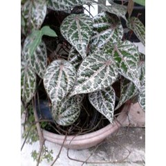 daun sirih merah ~ piper crocatum ruiz & pav. familia: piperaceae ~ indonesian sirih merah * * sms= + 62858-763-89979 * * sms= + 6281-32622-0589 * * sms= + 6281-901-389-117 * * nurida479@ rocketmail.com