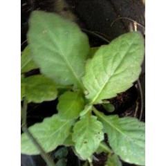 tanaman daun dewa ~ gynura segetum ( lour.) merr.~ gynura pseudochina ~ indonesian daun dewa, umbi dewa ~ san qi cao * * sms= + 62085876389979 * * sms= + 6281-32622-0589 * * sms= + 6281-901-389-117 * * nurida479@ rocketmail.com > > ready stock= fresh daun