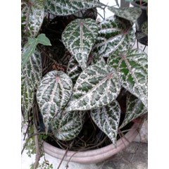 sirih merah ~ piper crocatum ruiz & pav. ~ indonesian sirih merah ~ daun sirih merah * * sms= + 6285876389979 * * sms= + 6281901389117 * * sms= + 6281326220589 * * nurida479@ rocketmail.com