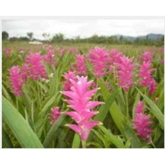 kunir segar / fresh curcuma