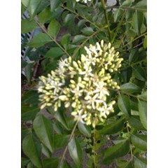 chalcas koenigii l. ( kurz) ~ curry tree... ~ curry leaves ~ indonesian salam koja ~ murraya koenigii ~ daun kari, temurui.. * * sms= + 6285876389979 * * sms= + 6281326220589 * * sms= + 6281901389117 * * nurida479@ yahoo.com
