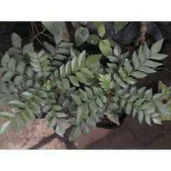 daun kari ~ salam koja ~ murraya koenigii ~ chalcas koenigi~ indonesian salam koja, daun kari, temurui...~ curry tree, curry leaves...10pot/ kg * * sms= + 6285876389979 * * sms= + 6281326220589 * * sms= + 6281901389117 * * nurida479@ rocketmail.com
