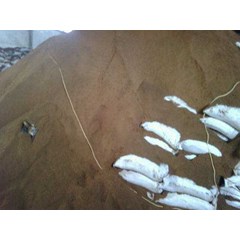 bungkil sawit di banjarmasin, pelaihari ( kalsel )
