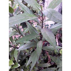 justicia gendarussa burm. f. ~ gandarusa ~ gendarussa vulgaris, nees.~ justicia dahona buch., ham. ~ justicia nigricans, lour. ~ justicia salicina, vahl. * sms= + 6281901389117 * sms= + 6285876389979 * sms= + 6281326220589 * nurida479@ rocketmail.com klas
