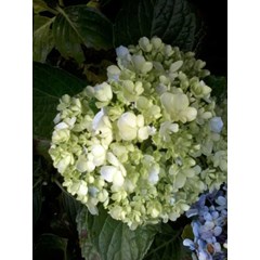 lacecap hydrangea ~ hidrangea macrophylla ~ hortensia ~ indonesian kembang bokor ~ bunga tiga bulan color putih, kuning, jingga, violet, merah, ungu * * sms= + 6285876389979 * * sms= + 6281326220589 * * sms= + 6281901389117 * * nurida479@ rocketmail.com