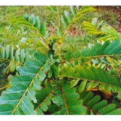 ketepeng kebo ~ ketepeng cina ~ cassia alata, linn. ~ akapulko * * sms= + 6285876389979 * * sms= + 6281326220589 * * sms= + 6281901389117 * * nurida479@ yahoo.com