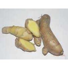 kunyit mangga ~ mango ginger ~ curcuma mangga val. et zip. ~ indonesian temu mangga ~ temu poh ~ temu pao ~ konong joho, koneng lalap, koneng pare * * sms= + 6285876389979 * * sms= + 6281326220589 * * sms= + 6281901389117 * * nurida479@ rocketmail.com