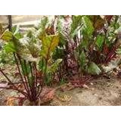 beetroot vegetable ~ sugar beet ~ beetroot~ beta vulgaris l. ~ indonesian bit ~ sayur bit segar 10-20kg * * sms= + 6285876389979 * * sms= + 6281326220589 * * sms= + 6281901389117* * nurida479@ yahoo.com