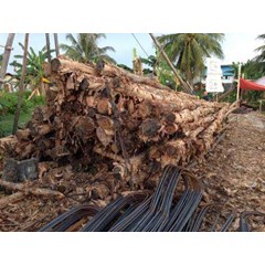 kayu gelam di surabaya ( jawa timur )