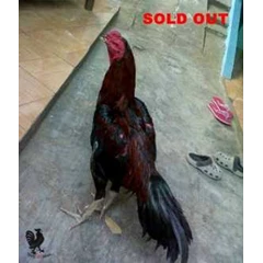 ayam bangkok super fci 019 “ fouri” – sold out