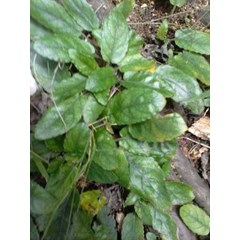 jointed buttonweed ~ borreria hispida schum.~ indonesian gempur watu; kertas watu; hancur batu; bulu lutung; remuk sela, ligad-ligad ~ landrina * * sms= + 6281901389117 * * sms= + 6281326220589 * * sms= + 6285876389979 * * nurida479@ rocketmail.com