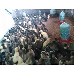 dod entok itik manila mata merah, doc ayam kampung
