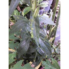 andrographis paniculata nees ~ indonesian tanaman sambiroto ~ daun sambiloto... ~ hempedu bumi... ~ chuan xin lian * sms= + 6285876389979 * sms= + 6281326220589 * sms= + 6281901389117 * nurida479@ rocketmail.com