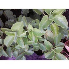 kuuban oregano ~ coleus amboinicus lour ~ plectranthus amboinicus ( l.) spreng.) ~ indonesian daun bangun bangun ~ daun jinten ~ daun hati-hati ~ sukan ~ acerang ~ daun kucing, daun kambing ~ majha nereng ~ iwak ~ golong * sms= + 62858-763-89979 * sms= + 