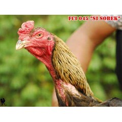 edisi gebrak oktober! ! ! ayam bangkok super ukuran 6, 5 fci 045 “ si sobek”