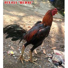 edisi bongkar november! ! ! ayam bangkok super ukuran 6 fci 051 ” rudal” - sold out