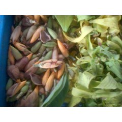 cempoko koneng ~ kembang kantil ~ bunga cempaka kuning ~ michelia champaca l ~ indonesian bunga cempaka kuning * * sms= + 6281326220589 * * sms= + 6281901389117 * * sms= + 6285876389979 * * nurida479@ yahoo.com