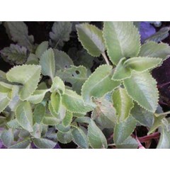 bangun-bangun ~ coleus amboinicus lour ~ plectranthus amboinicus ( l.) spreng. ~ indonesian bangun-bangun, daun hati-hati ~ sukan ~ acerang ~ daun kucing, daun kambing ~ majha nereng ~ iwak ~ golong ~ daun jinten* sms= + 6285876389979 * sms= + 628132